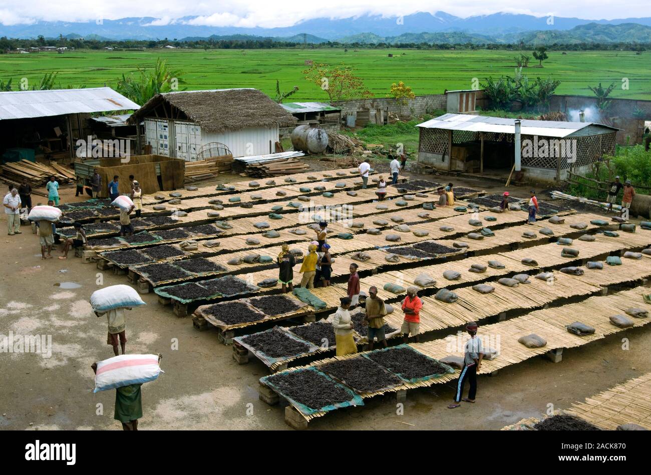 Organico Produzione di vaniglia. Lavoratori ad una elaborazione di vaniglia center con baccelli di vaniglia di essiccazione al sole. Fotografato in Madagascar. Foto Stock