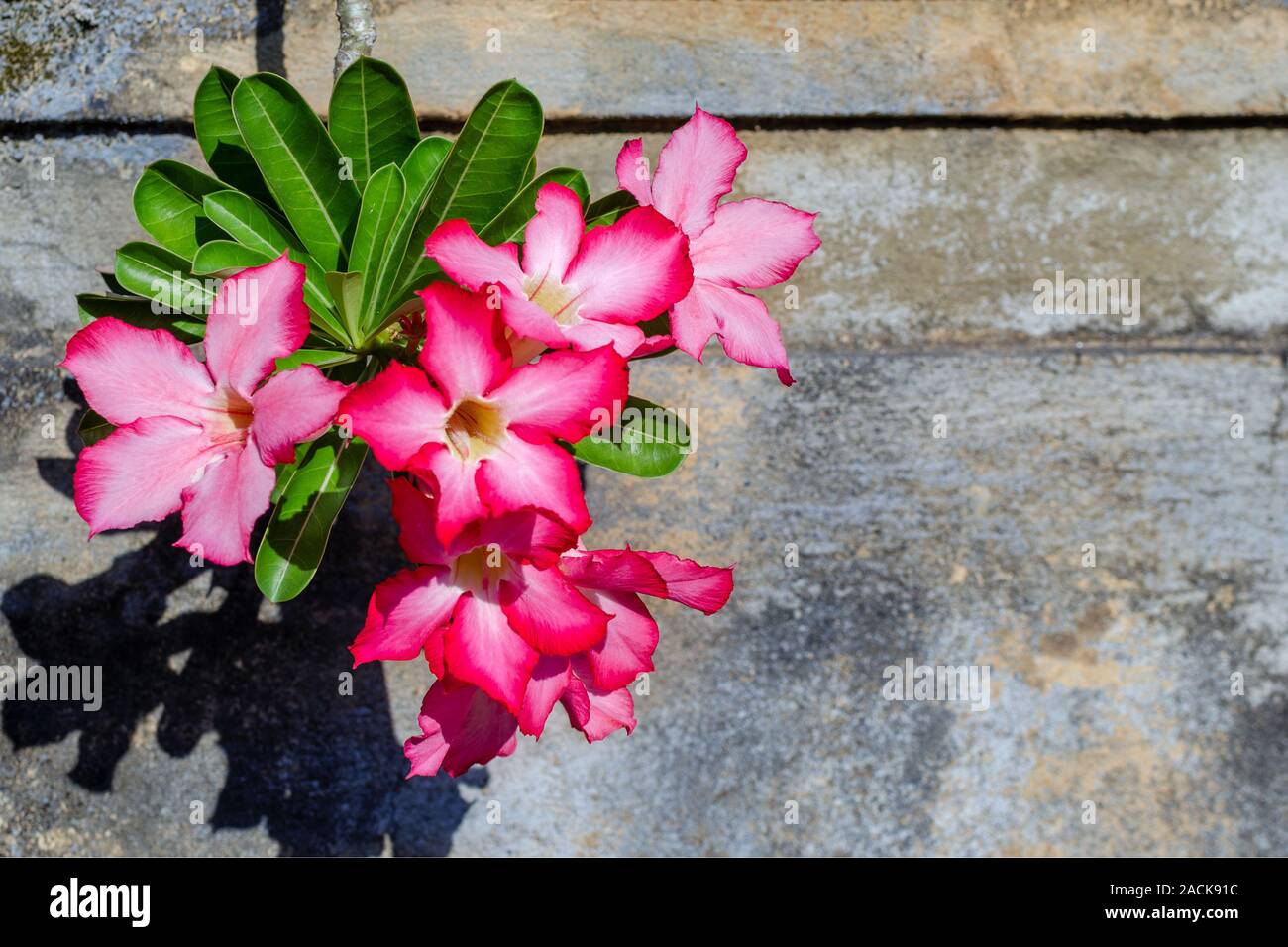 Luminose fiori tropicali contro uno squallido muro di cemento. Concetto di vicinanza della vita e la distruzione, bellezza e fatiscente. Luogo vuoto per il testo, c Foto Stock