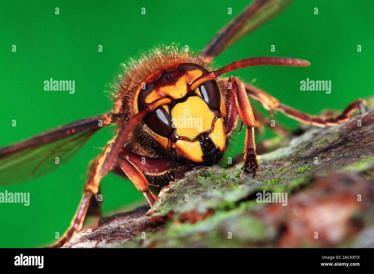 Unione hornet (Vespa crabro) sulla corteccia di albero. Questa è la più  grande dell'Unione vespe, e può raggiungere una lunghezza del corpo di 3,5  centimetri. Questo close-up Foto stock - Alamy