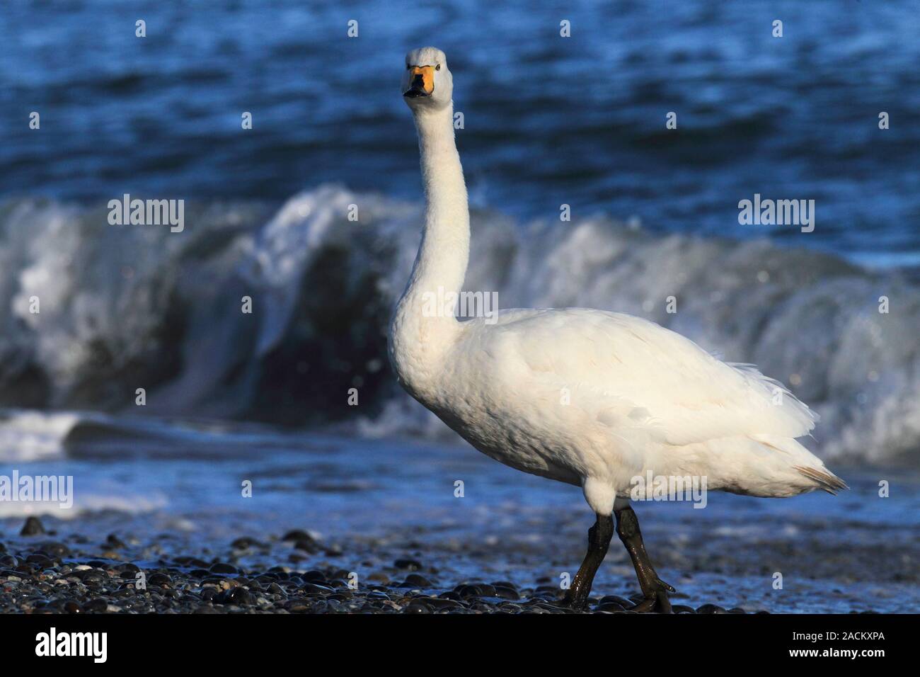 Whooper Swan presso la spiaggia di Helgoland Foto Stock