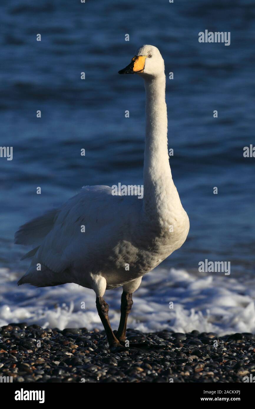 Whooper Swan presso la spiaggia di Helgoland Foto Stock