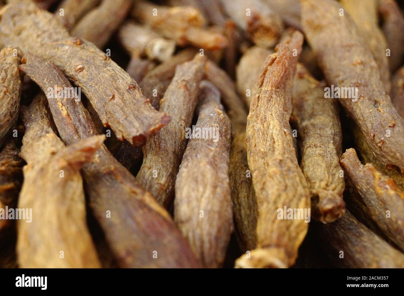 Close-up dell'erba medicinale ginseng rosso Foto Stock