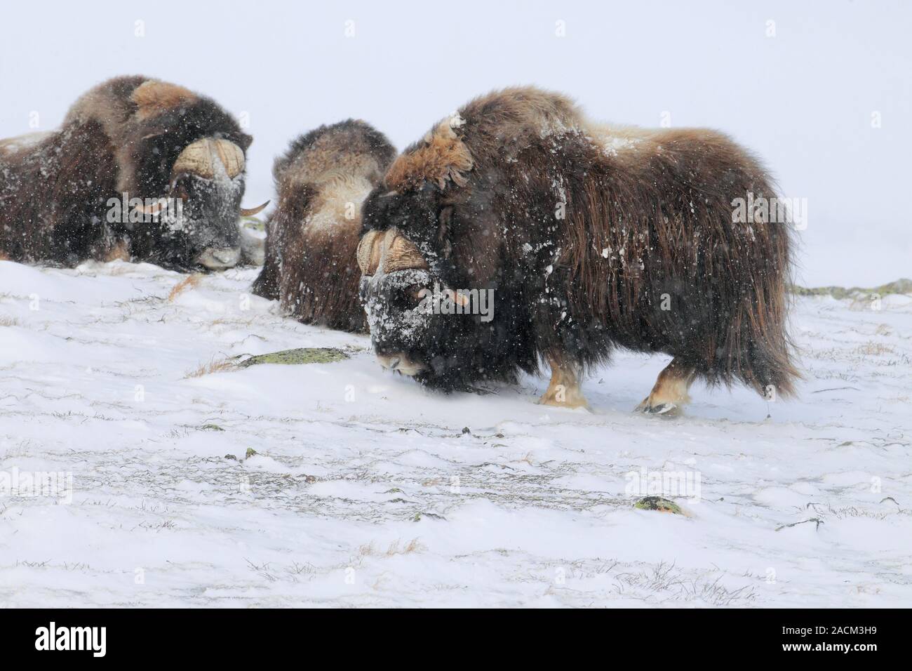 Buoi muschiati in inverno Foto Stock