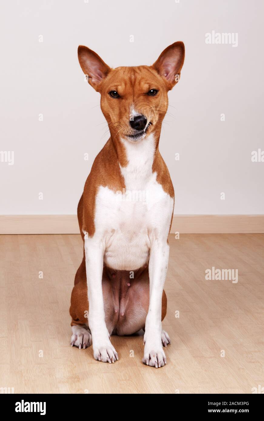 Basenji, bush Africano cane o il cane del Congo Foto Stock
