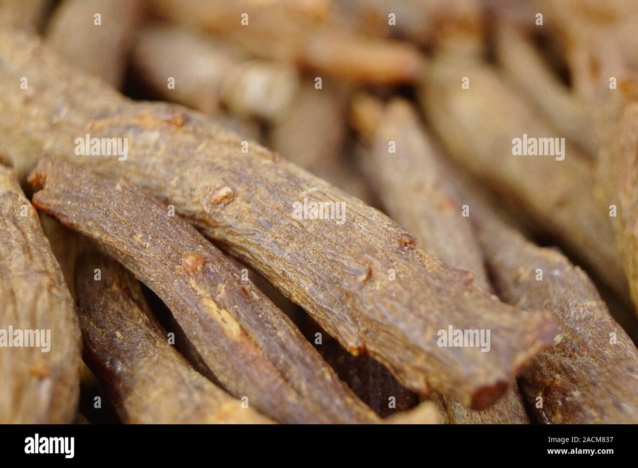 Close-up dell'erba medicinale ginseng rosso Foto Stock