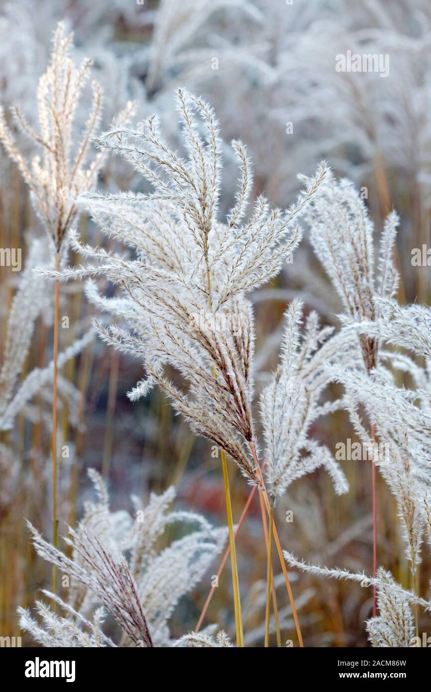 Feathery seme-capi dell'erba ornamentale Miscanthus sinensis 'MEMORY' d'inverno. Foto Stock