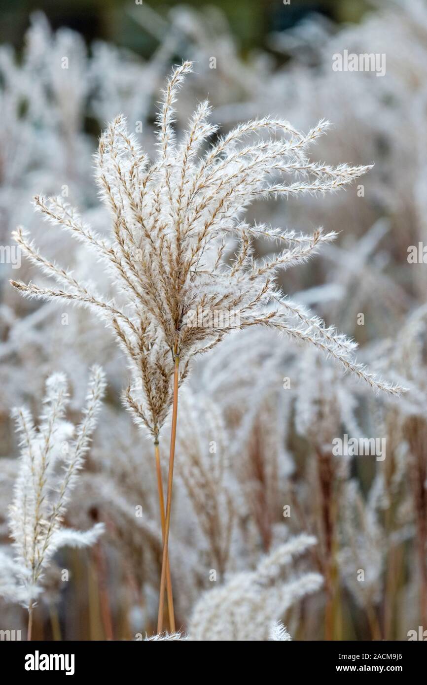 Feathery seme-capi dell'erba ornamentale Miscanthus sinensis 'MEMORY' d'inverno. Foto Stock