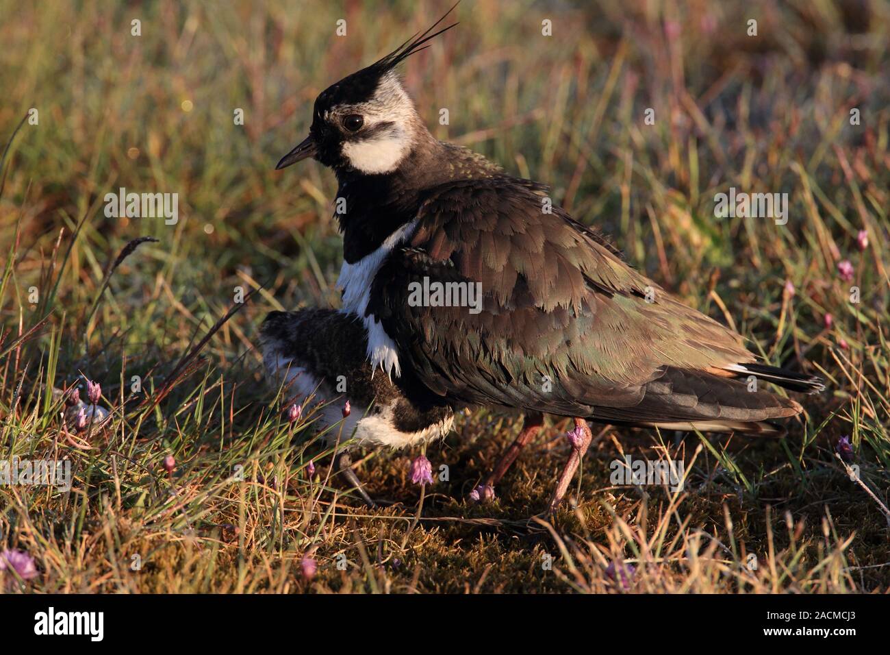 Pavoncella huddling il giovane uccello Foto Stock