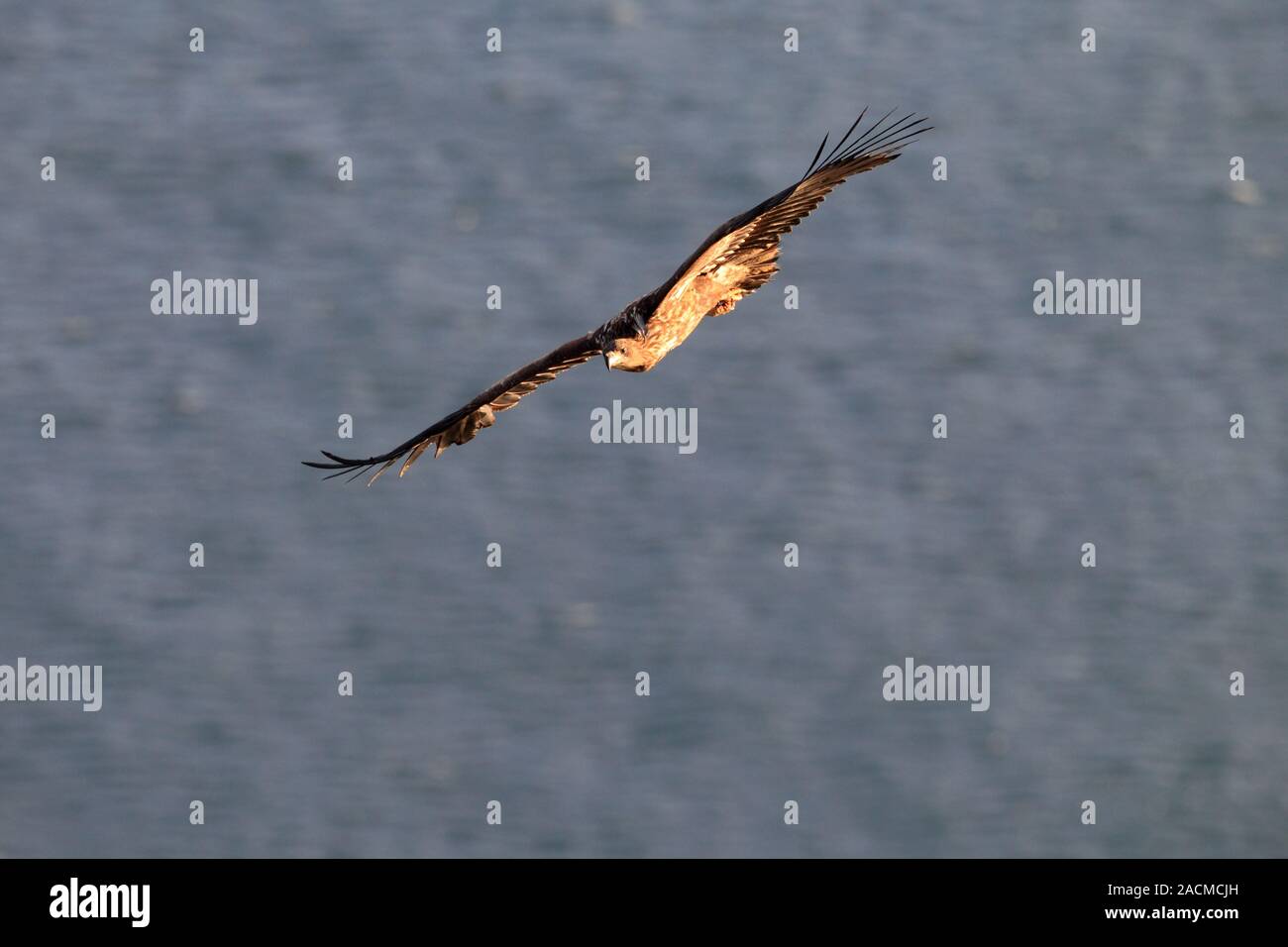Aquila di mare in volo Foto Stock