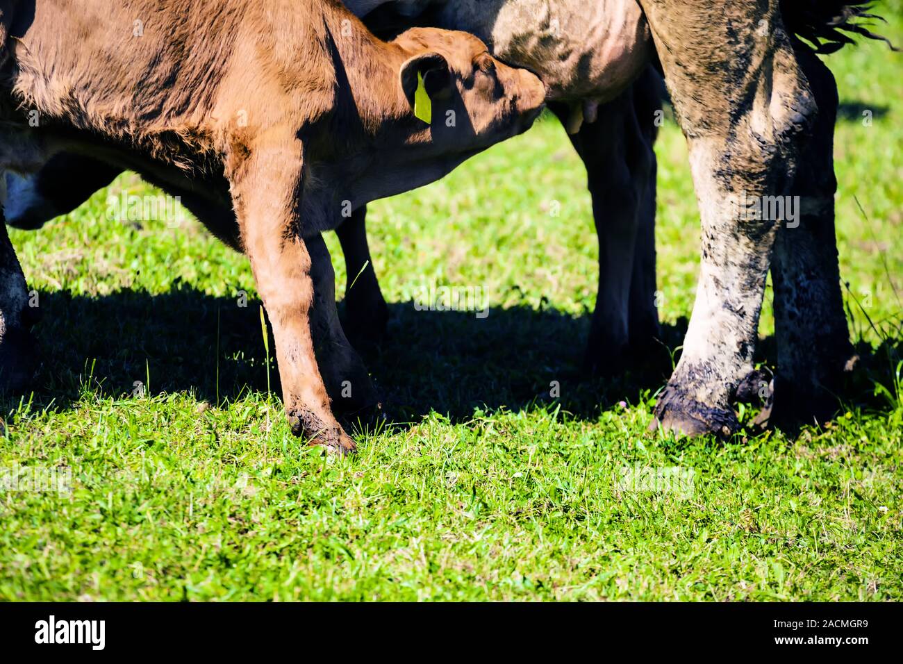 Mucca in un pascolo Foto Stock