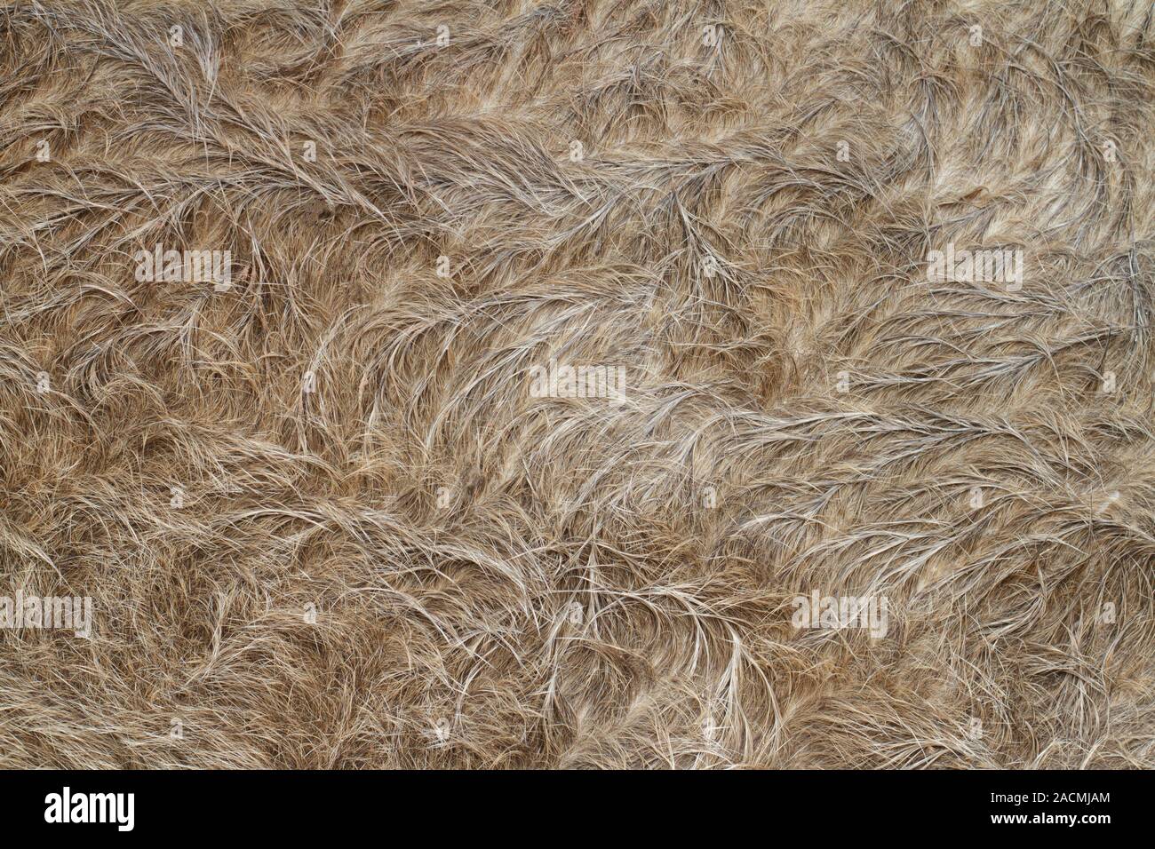 Pelliccia di Buffalo Foto Stock Pelliccia di Buffalo Foto Stock