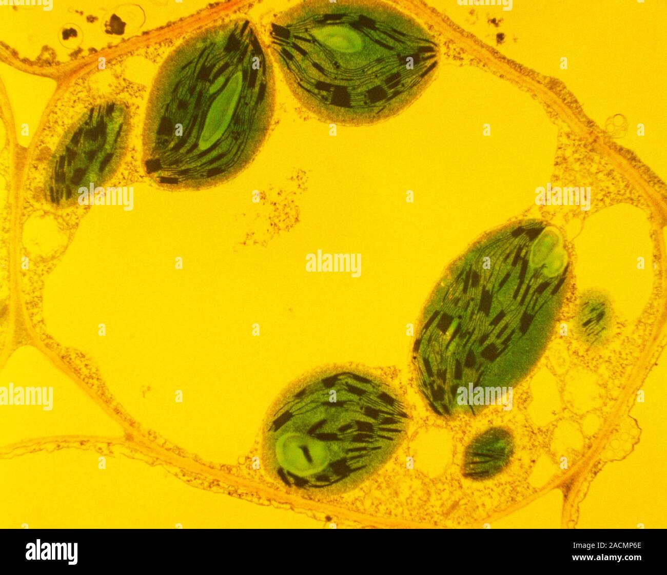 Cellula vegetale, colorata al microscopio elettronico a trasmissione (TEM).  Cloroplasti, il sito della fotosintesi, sono di colore verde. Al centro  della cella è un grande Foto stock - Alamy