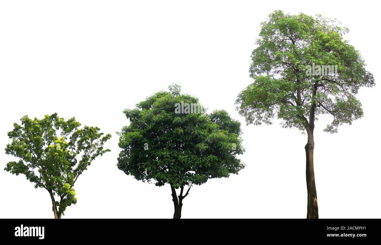 Verdi alberi isolati su bianco Foto Stock