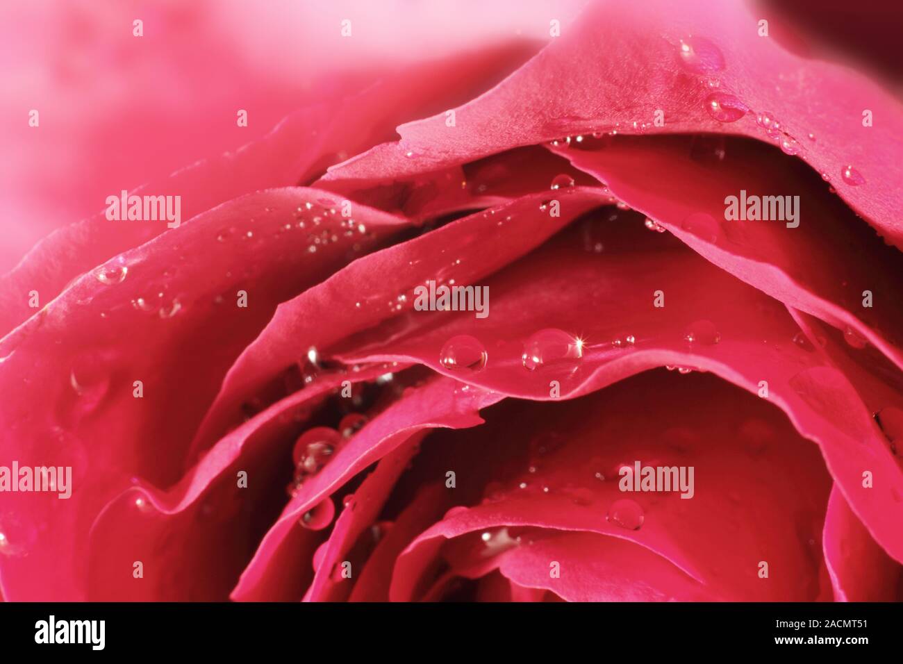 molte rose rosse Foto Stock