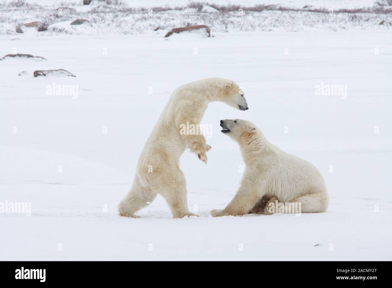 Orso polare, re d'Artico Foto Stock