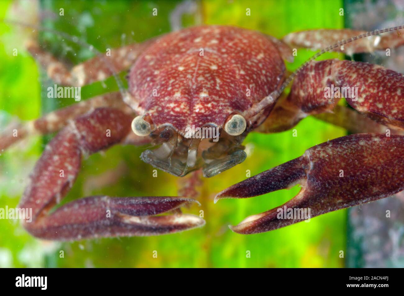 Il granchio di porcellana su Nettuno erba. Lunghi artigli granchio porcellana (Pisidia longicornis) tra erba di Nettuno (Posidonia oceanica) foglie. Fotografato a t Foto Stock