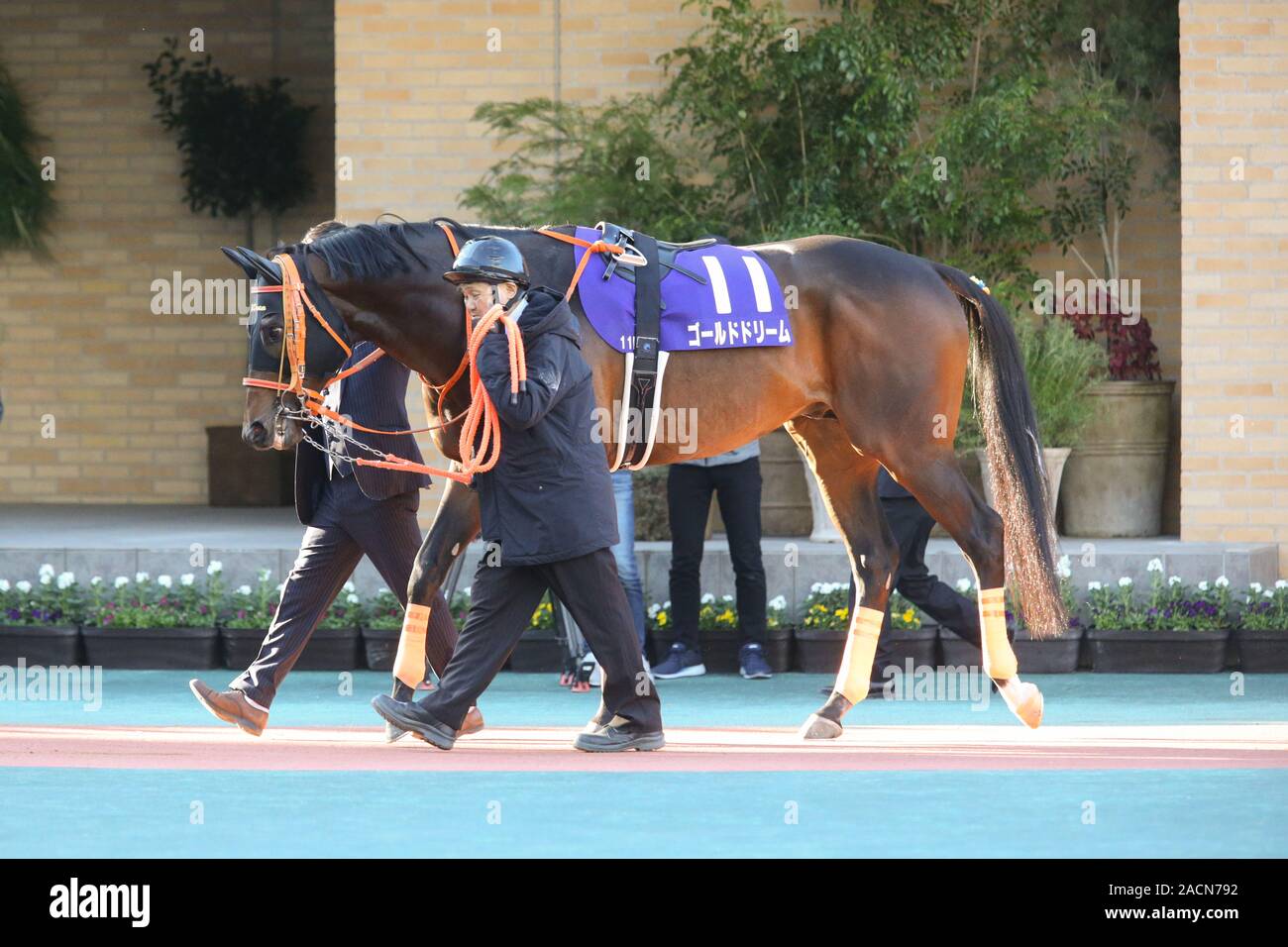 Aichi, Giappone. 1 dicembre, 2019. Gold Dream Horse Racing : Gold Dream è guidato attraverso il paddock prima della Champions Cup a Chukyo Racecourse di Aichi in Giappone . Credito: Eiichi Yamane/AFLO/Alamy Live News Foto Stock