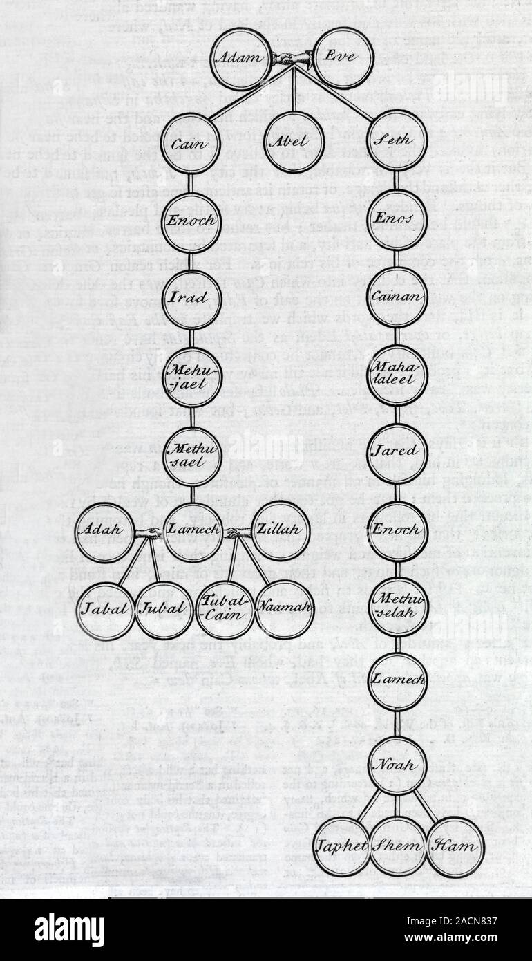Albero Genealogico Di Adamo Ed Eva