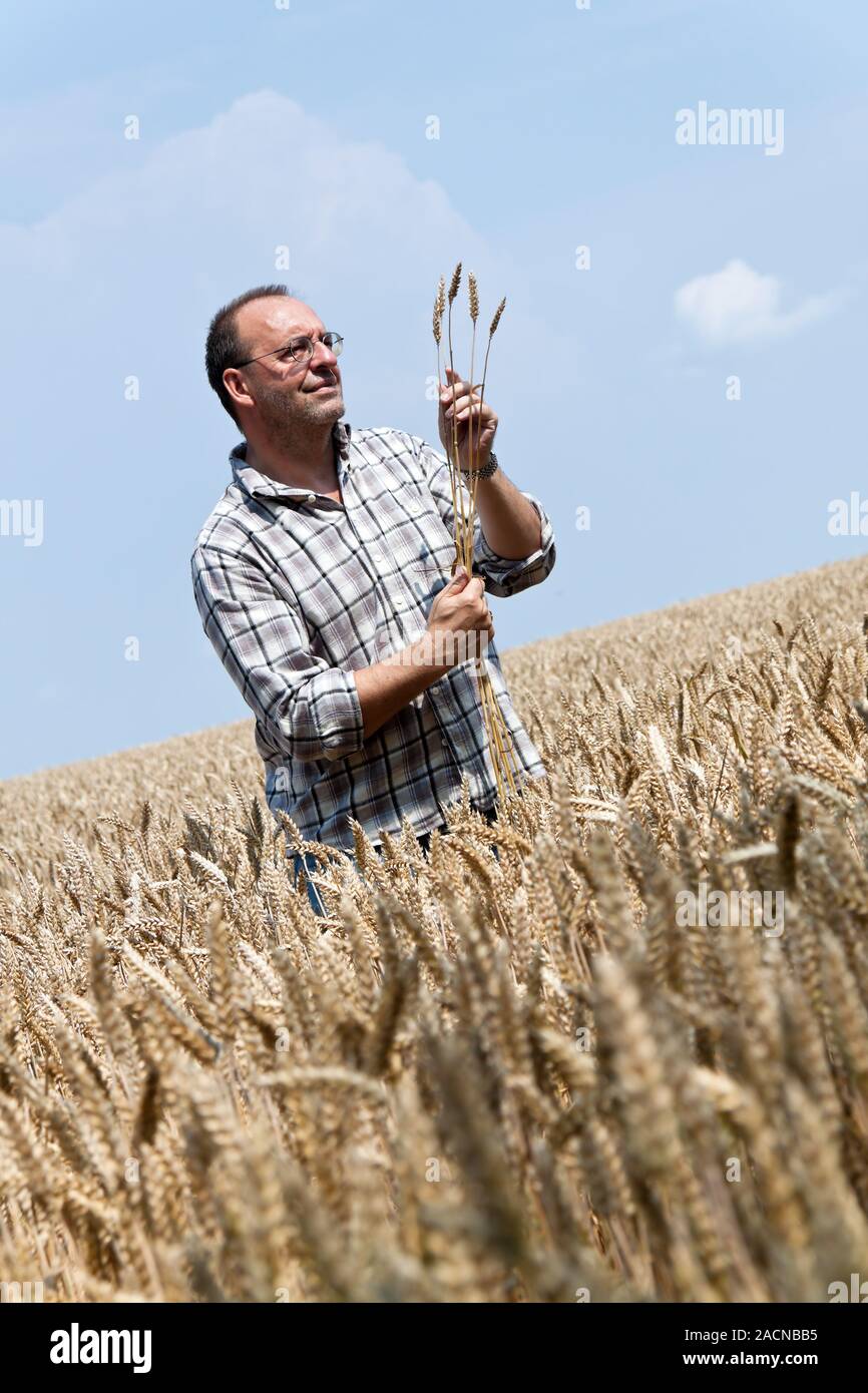 Agricoltore - imprenditore nel campo di cereali. Foto Stock
