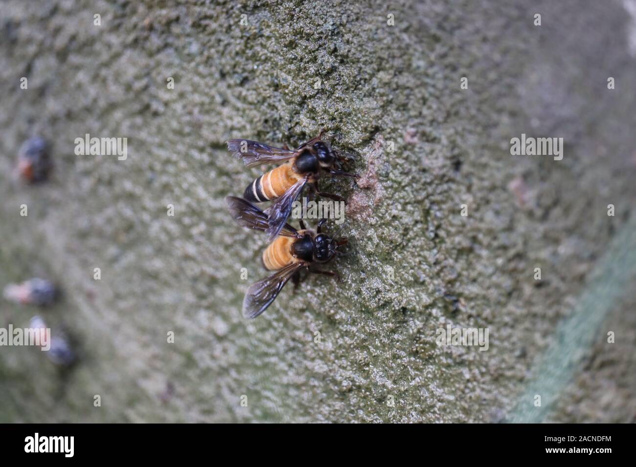 Close up gigante di miele delle api (Apis dorsata) acqua potabile in estate, vista laterale.particolare di bee o honeybee in latino Apis mellifera, europeo o a ovest Foto Stock