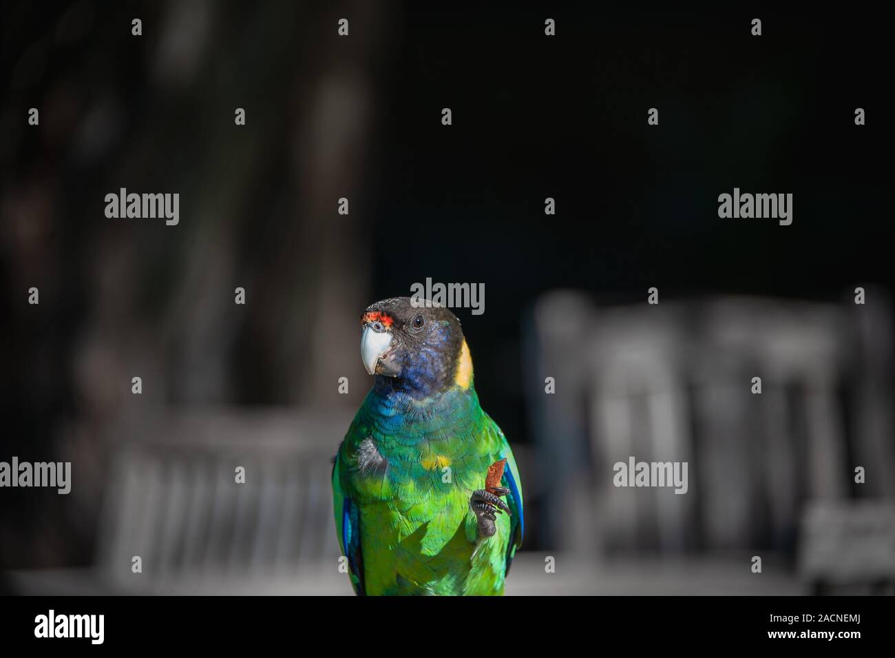 Australian Ringneck Parrot (Barnardius zonarius) contro uno sfondo scuro Foto Stock