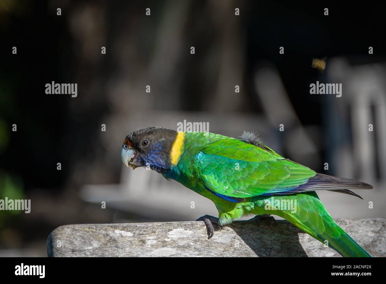 Australian Ringneck Parrot (Barnardius zonarius) contro uno sfondo scuro Foto Stock