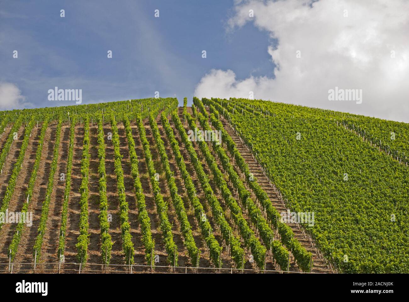 Vigneti a Ahr, valle dell'Ahr, qui il vino rosso della Spätburgunder e Portugieser uva è coltivato, vino rosso coltivazione Foto Stock