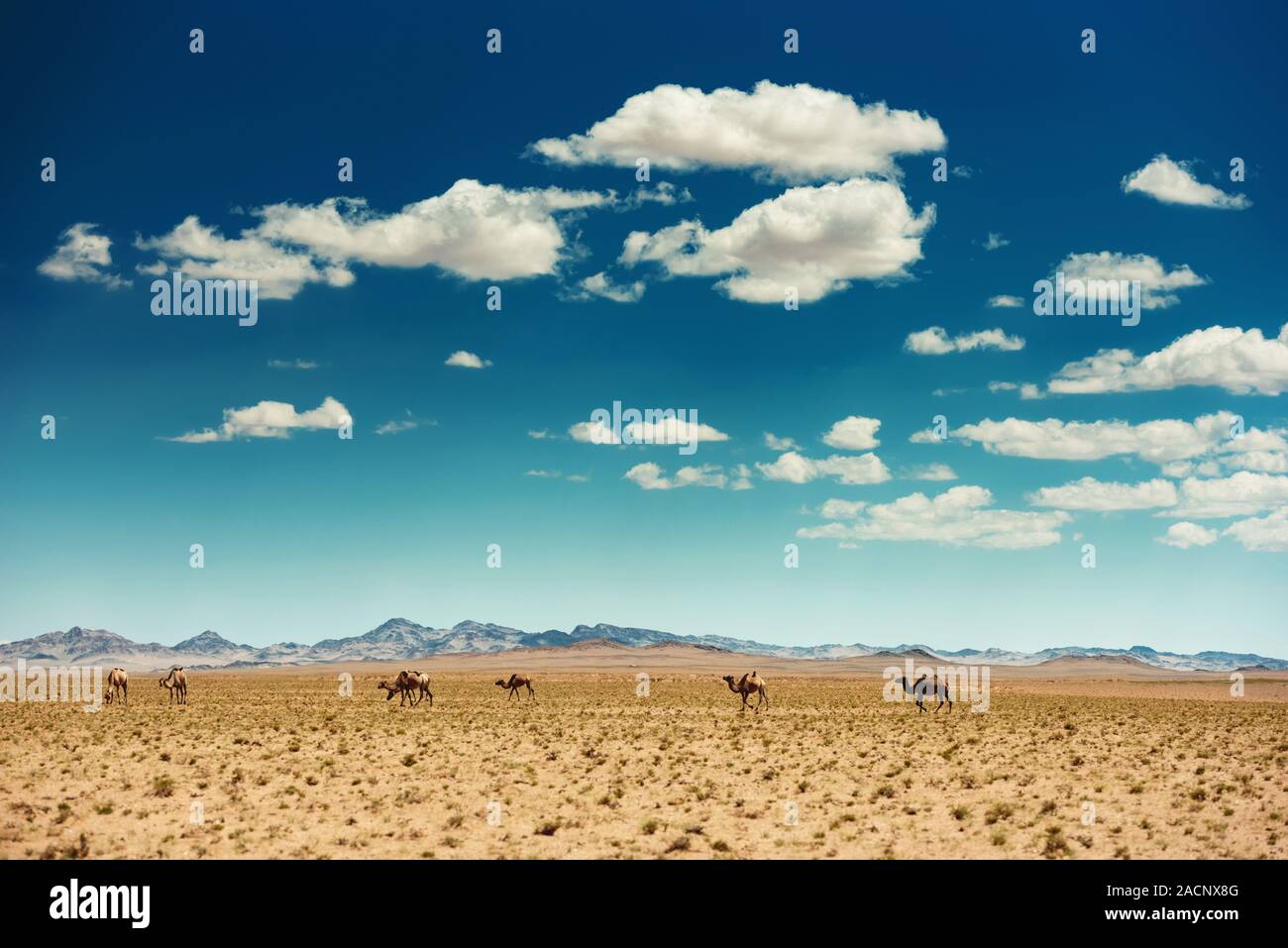 Bellissimo il mongolo deserto dei Gobi o steppa paesaggio con i cammelli e cielo molto nuvoloso Foto Stock