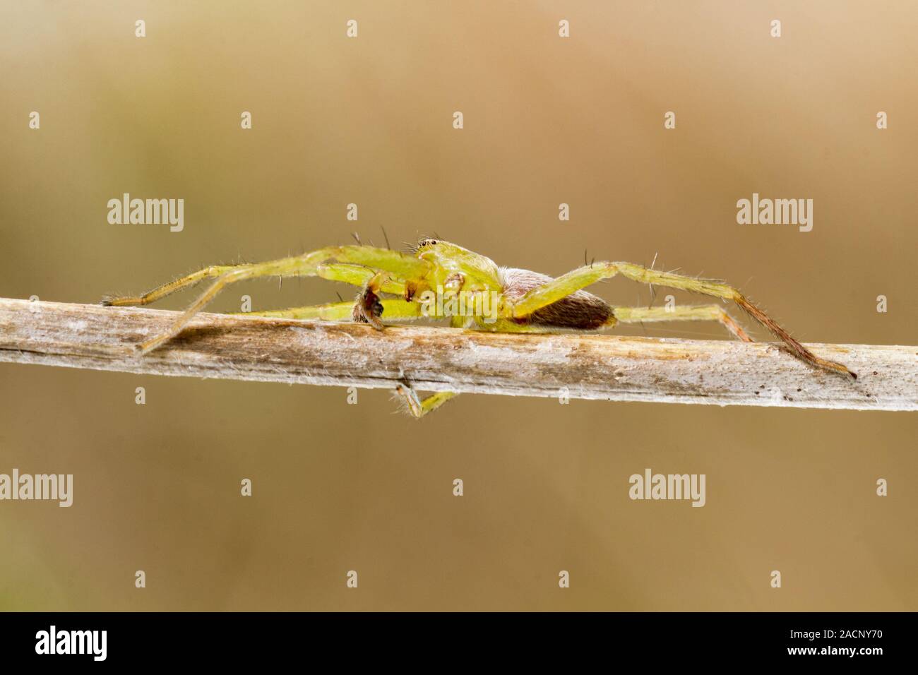 Green huntsman spider (Micrommata virescens) Foto Stock