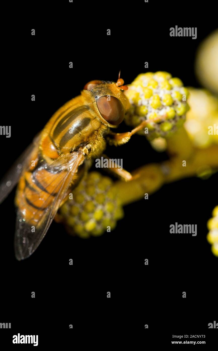 Hoverfly arancione Foto Stock