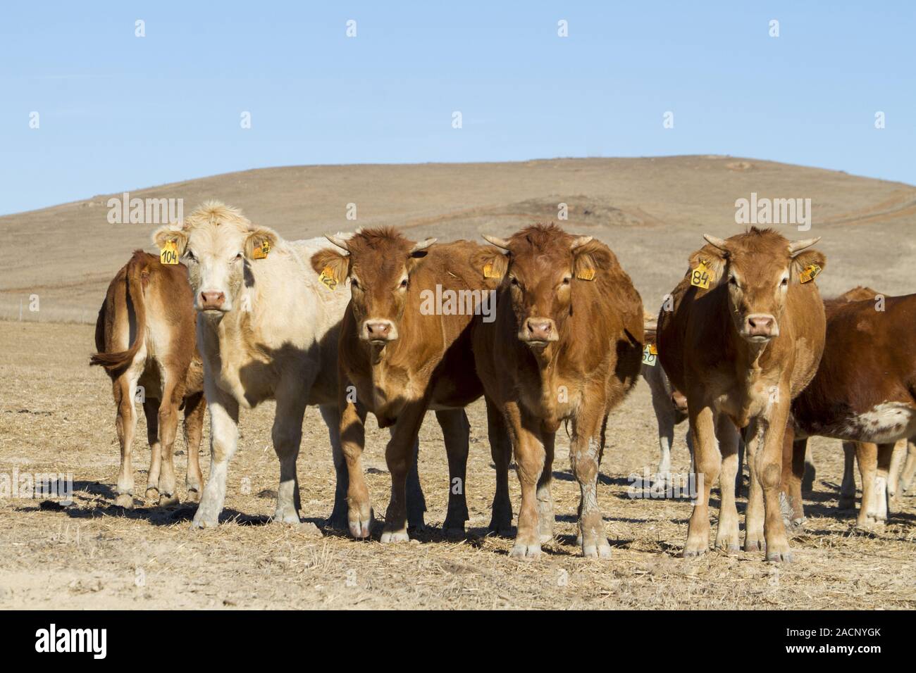 mucche marroni Foto Stock