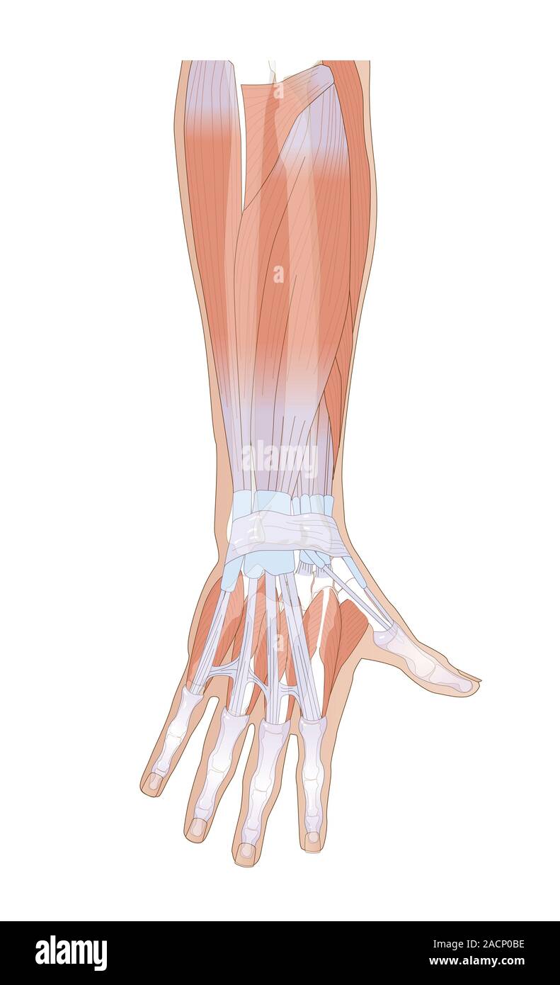 Avambraccio muscoli. Calcolatore anatomico illustrazione che mostra le ossa (bianco), i muscoli (rosso), e tendini e legamenti (blu) di un avambraccio umano, e polso Foto Stock