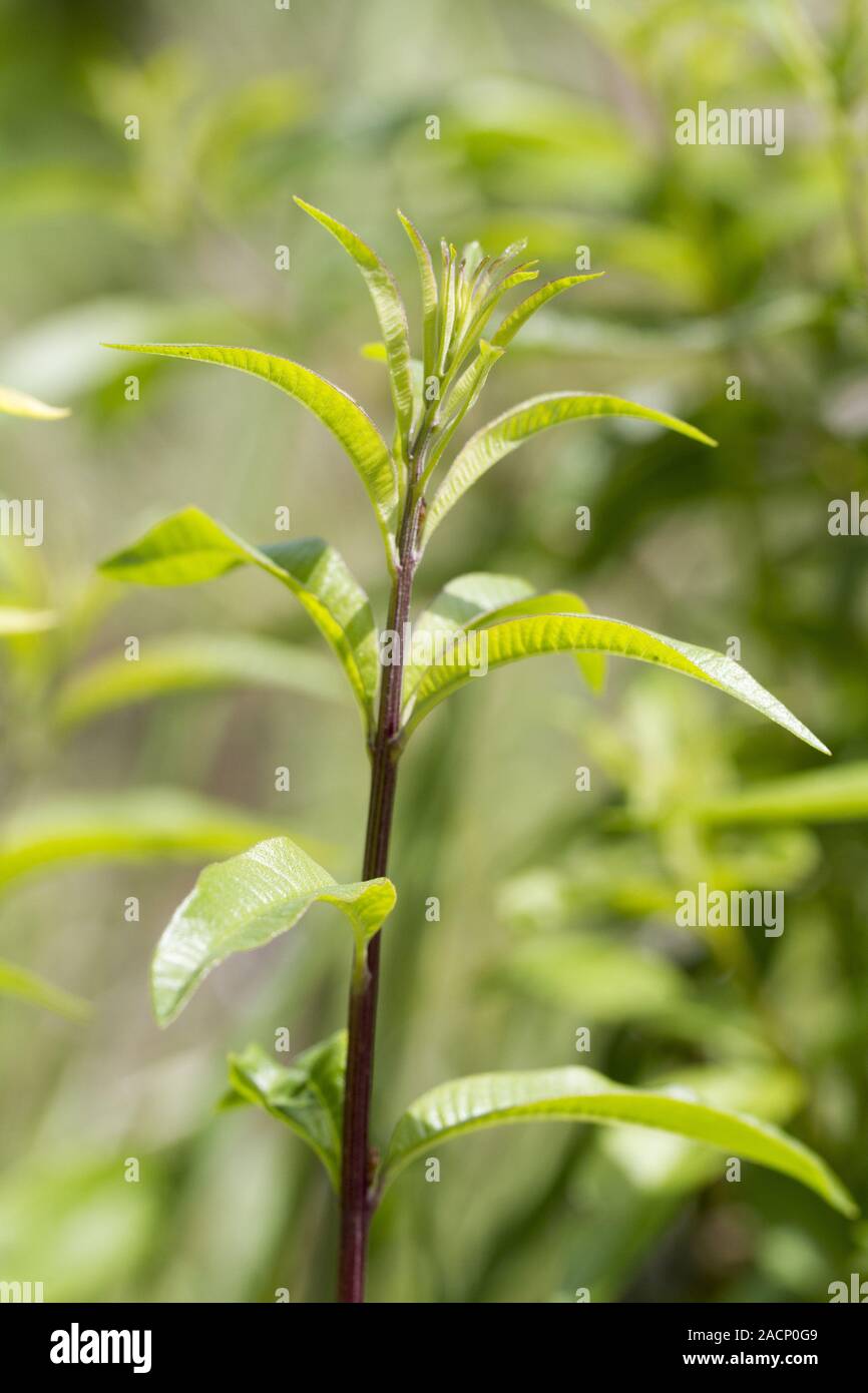 Verbena del limone Foto Stock