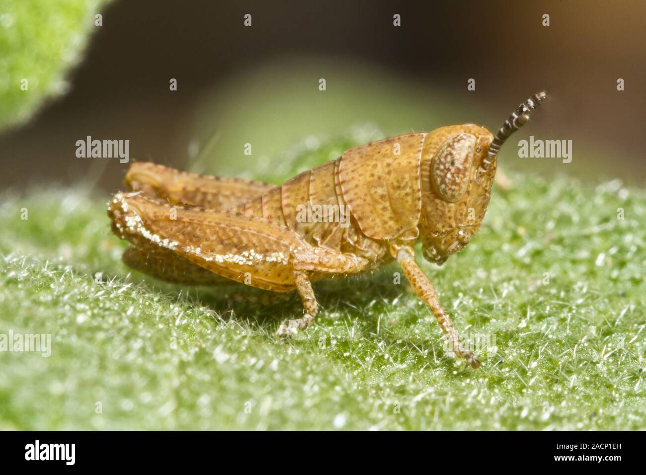 Grasshopper arancione (Pezotettix giornae) Foto Stock