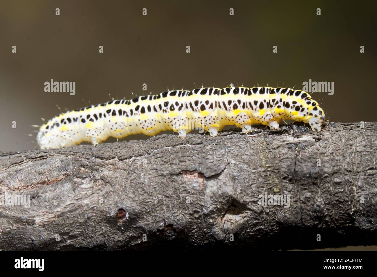 Cavolo caterpillar Foto Stock
