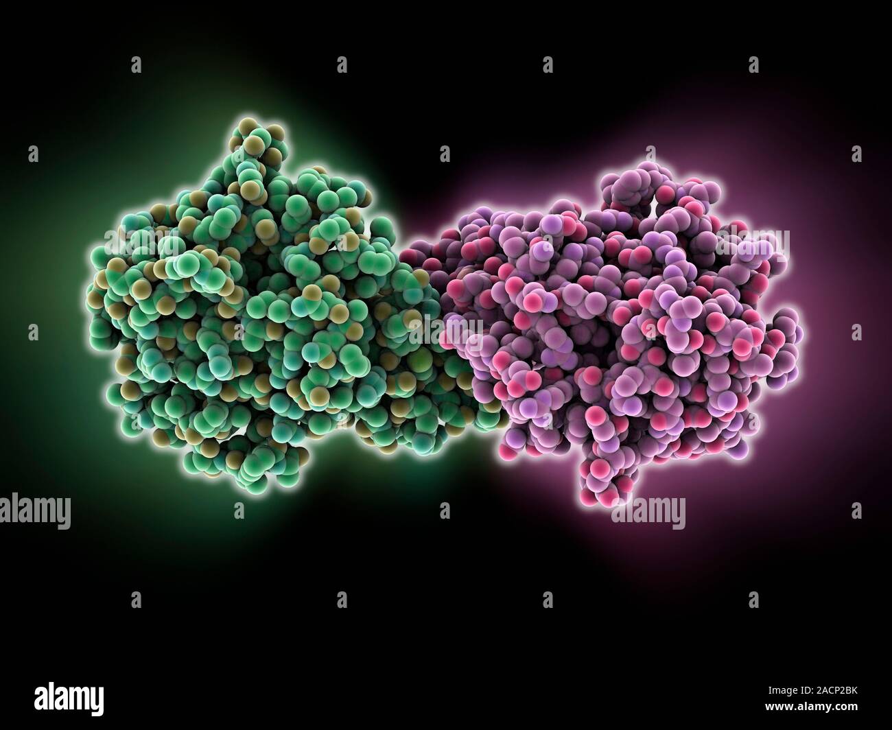 Biotina ligasi enzima, modello molecolare. Questo enzima è una proteina  formata da 268 ammino acidi e due catene (verde e rosa). In questo esempio  viene dal Foto stock - Alamy