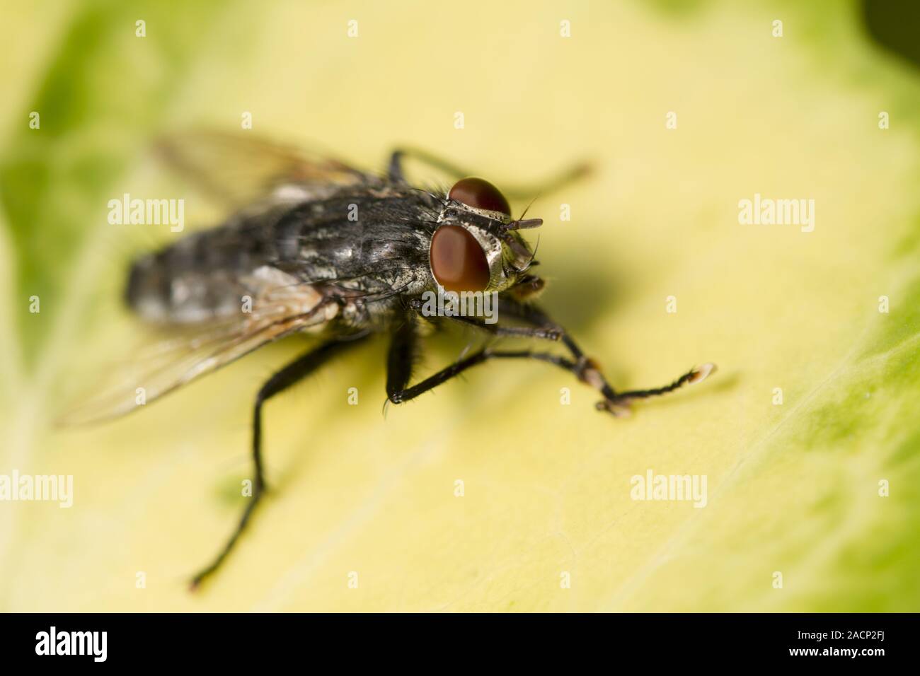 Comune di insetti fly Foto Stock