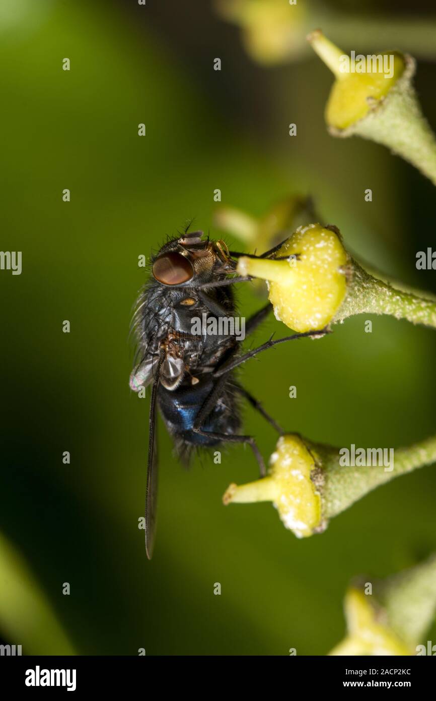 Comune di insetti fly Foto Stock