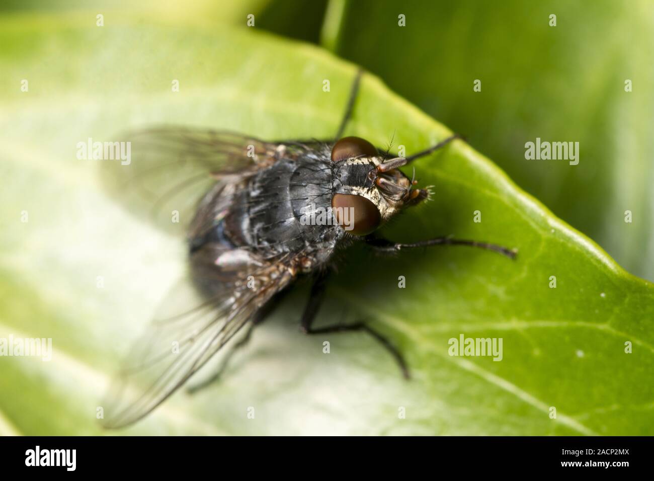 Comune di insetti fly Foto Stock