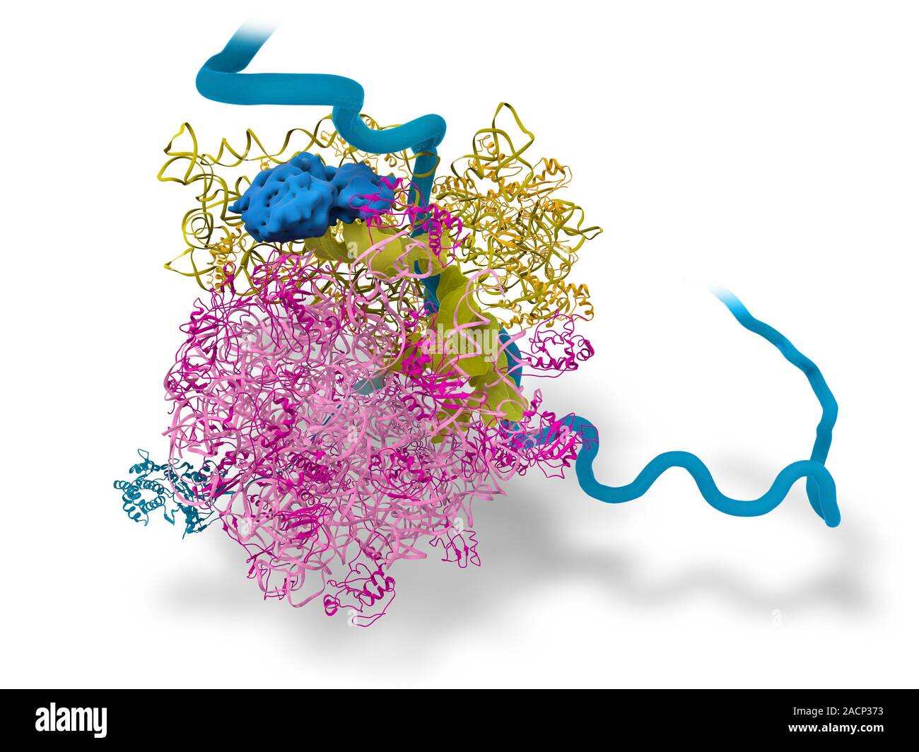 Ribosomi batterici e la sintesi proteica. Il modello molecolare che mostra  un ribosoma batterico la lettura di un mRNA (acido ribonucleico messaggero)  strand (blu) e Foto stock - Alamy