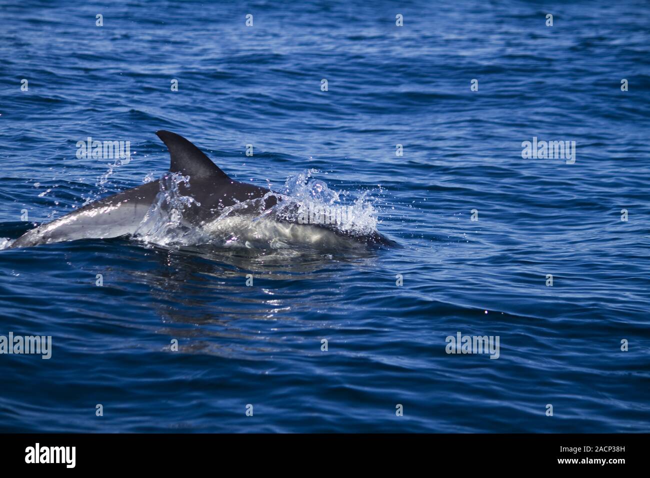 Delfini Selvatici Foto Stock