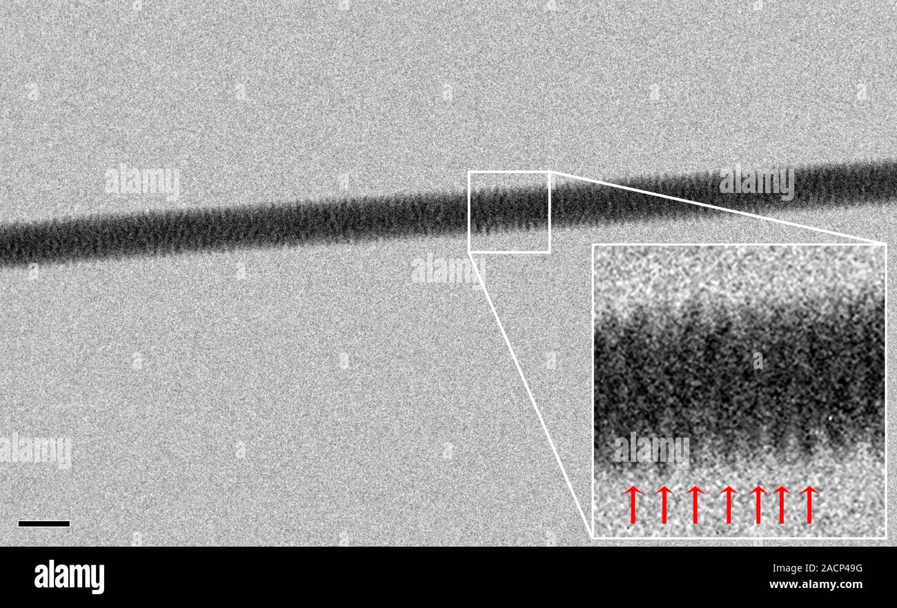 Ad alto contrasto DNA diretto dell'immagine. Microscopio elettronico a trasmissione (TEM) del primo ad alto contrasto di immagine diretta di un fascio (fibra) di filamenti di DNA ( Foto Stock