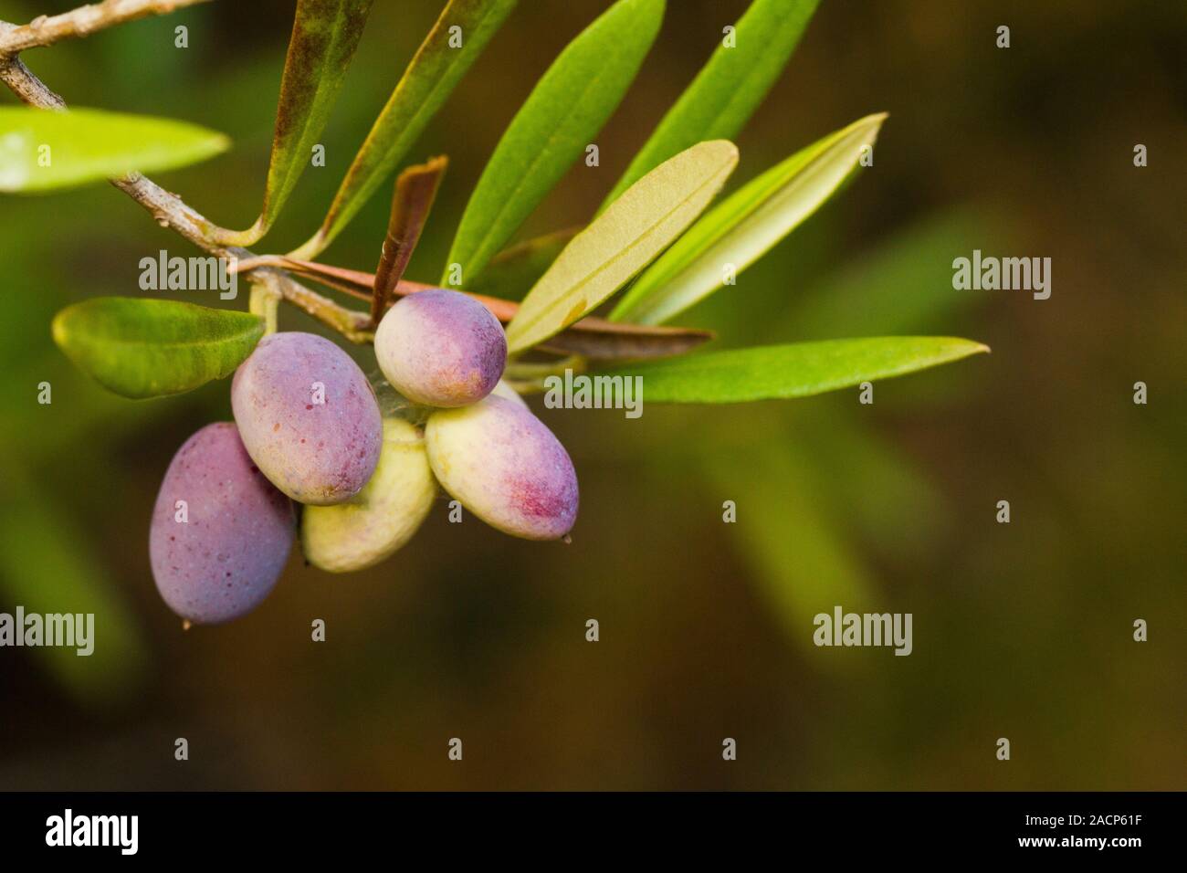 Il ramo delle olive Foto Stock