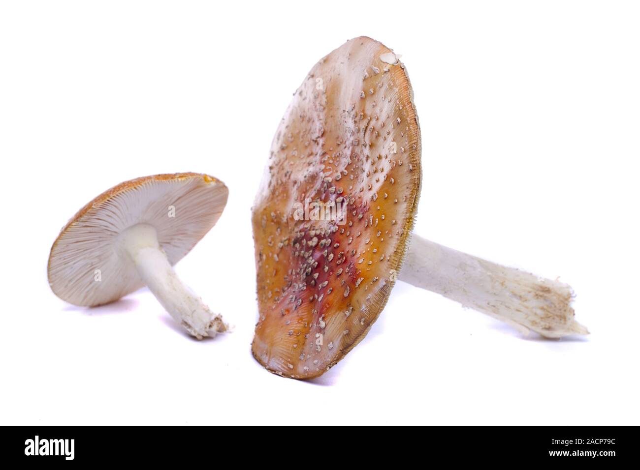 Diversi funghi selvatici Foto Stock