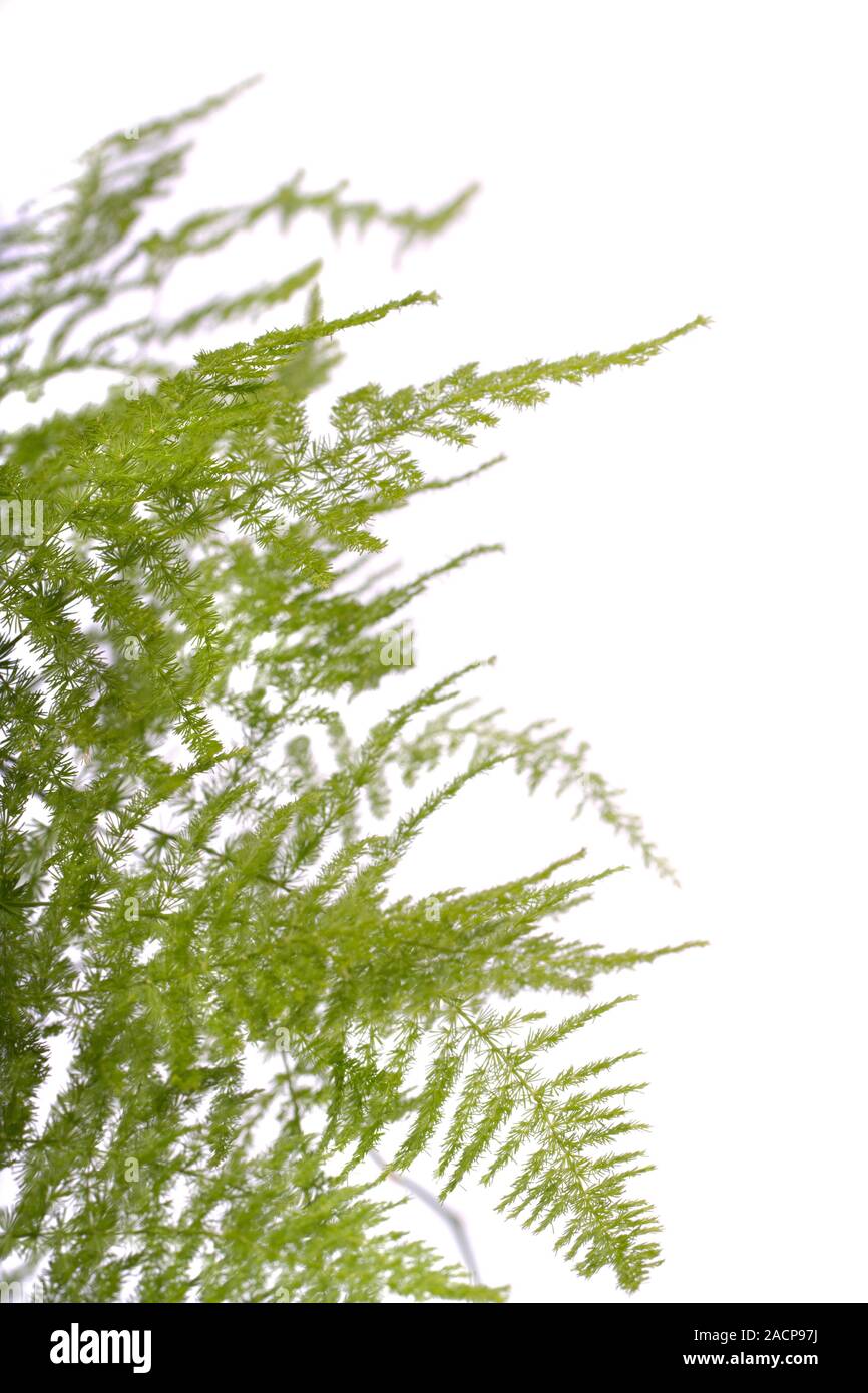 Asparagi di felce pianta di giardino Foto Stock