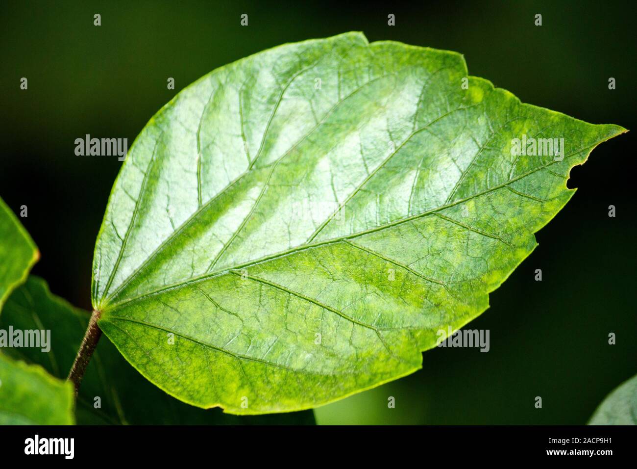 Shiny foglia verde Foto Stock