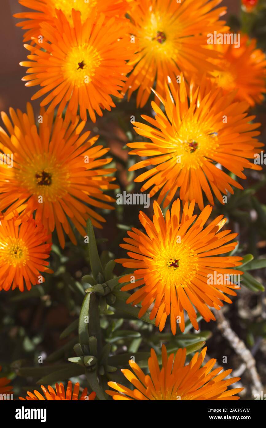 Vygie sudafricano fiore succulente Foto Stock
