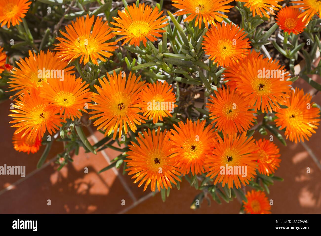 Vygie sudafricano fiore succulente Foto Stock