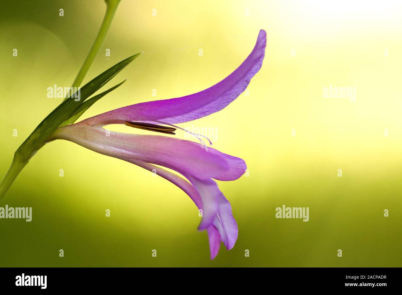 Wild Gladiolus (Gladiolus illyricus) Foto Stock