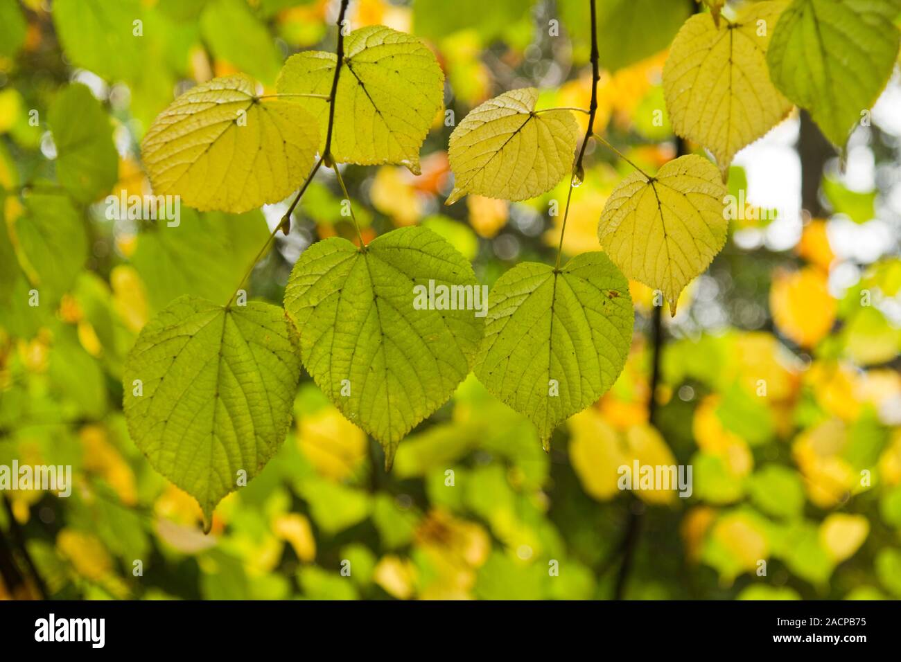 Belle foglie su un albero Foto Stock